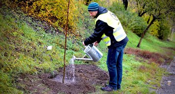 Praha spustí projekt adopce stromů